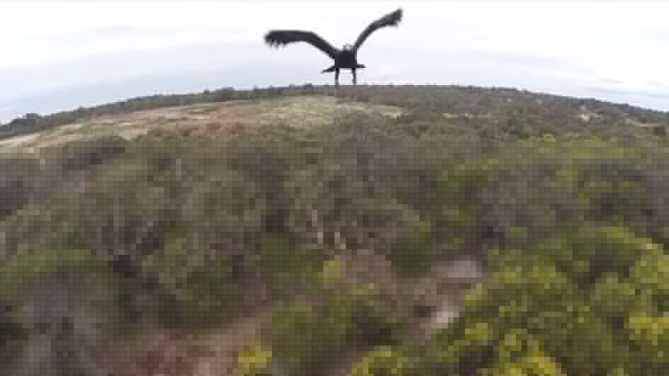 eagle drone