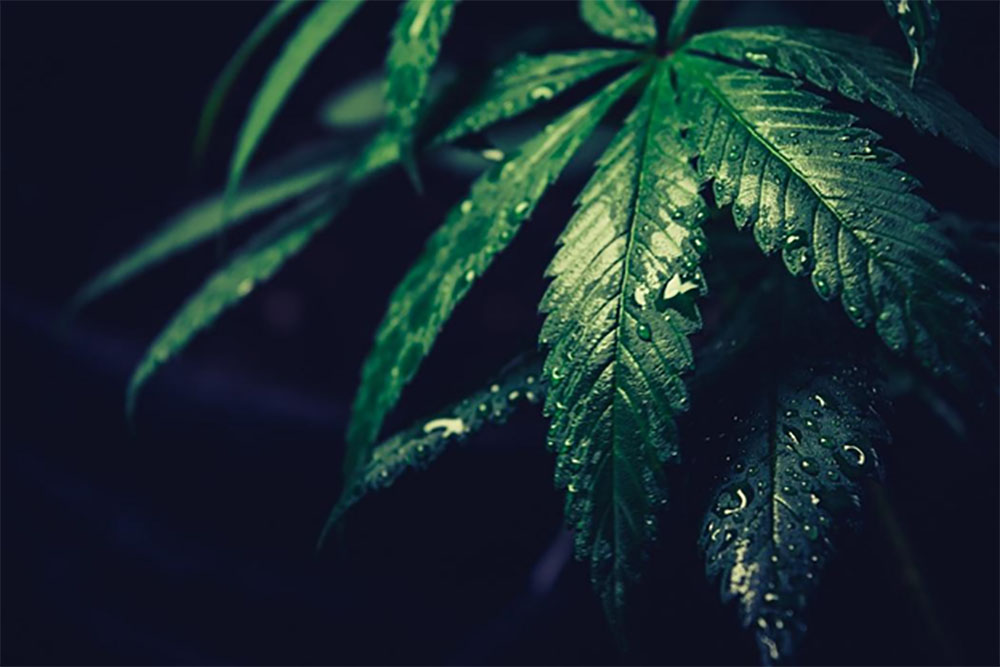 plant
