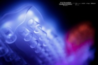 4D4A0068.jpg.efa8f4e331aaf53863b97f181d717044