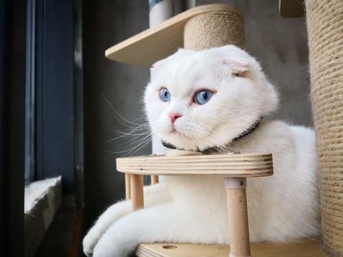 cat 2