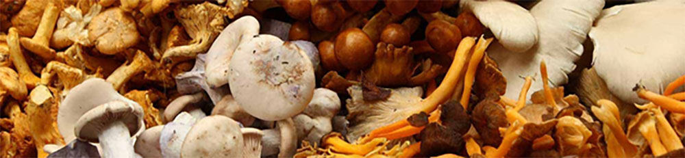 mushrooms sleep