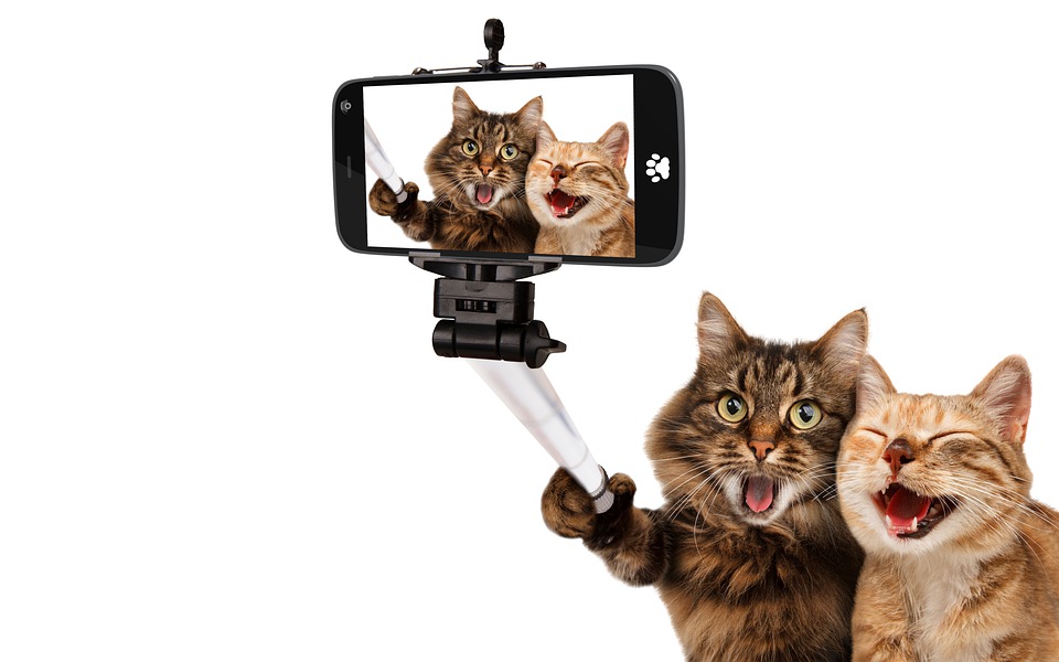 cats 5966028 960 720