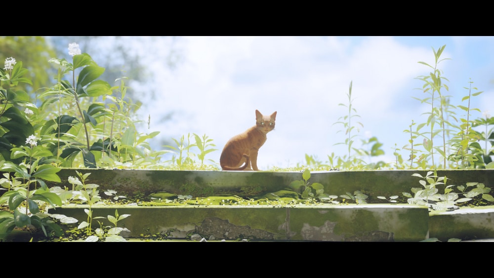 stray 20220720171316