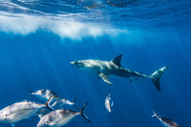 Shark