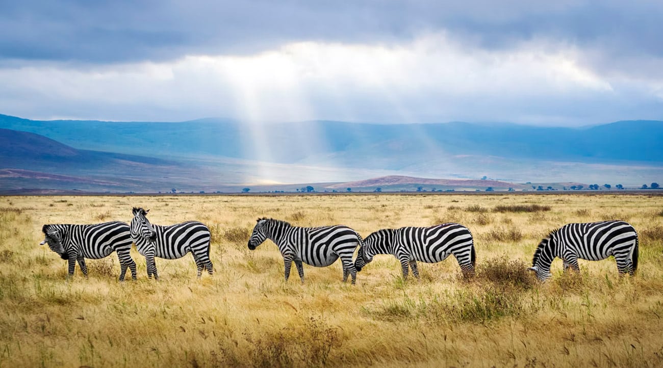 animal destinations
